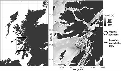 Seasonal and Ontogenetic Variation in Depth Use by a Critically Endangered Benthic Elasmobranch and Its Implications for Spatial Management